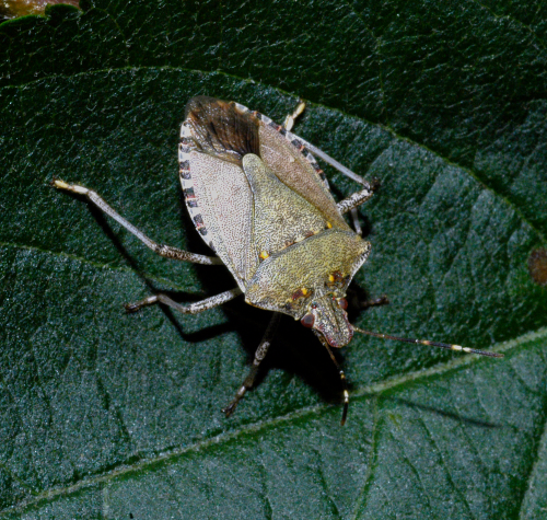 Adult is usually brown with whitish antennal segments and darker bands on the membranous, overlapping portion of the hind wings. Patches of coppery or bluish metallic-colored punctures occur on the head and pronotum. 