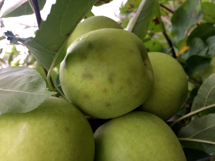 What feeding damage by stink bugs can look like close to harvest in Golden Delicious apples. Photo by Amy Irish-Brown, MSU Extension.