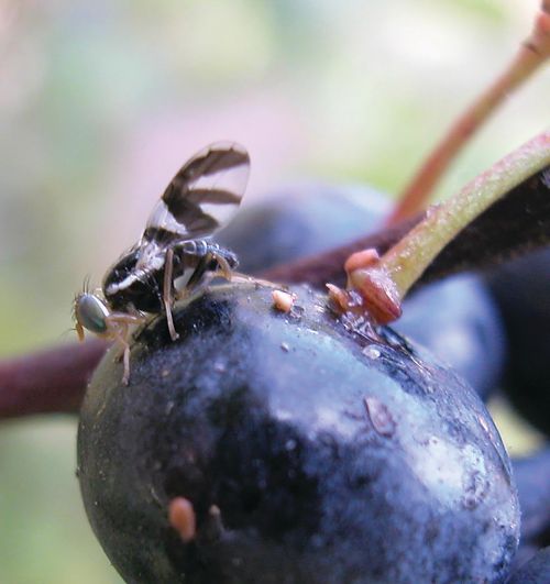 A blueberry maggot fly on a blueberry