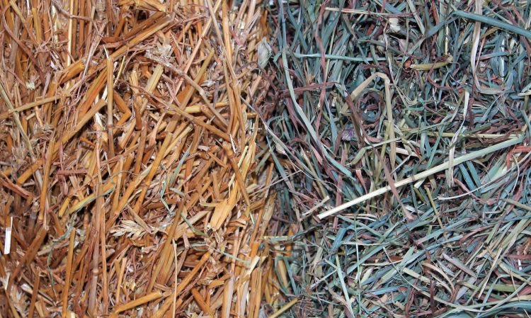 Both wheat straw (left) and grass hay (right) can have varying amounts of potassium.