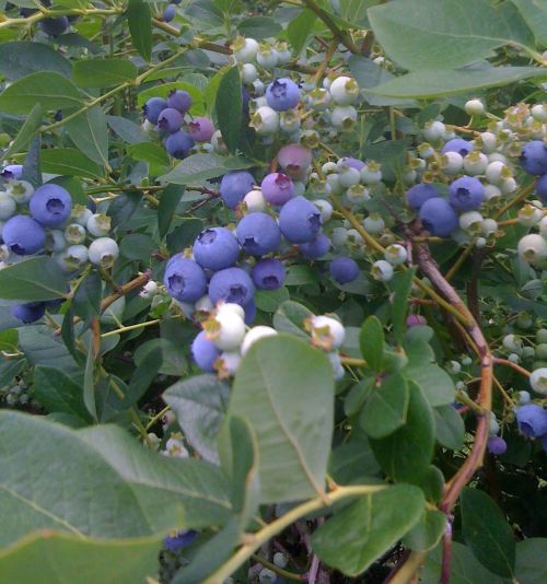 Blueberry harvest is still underway and fall raspberry harvest has yet to begin. Susceptible, late-season crops must be protected against SWD infestation with effective insecticides through harvest. Photo by Julianna Wilson, MSU Entomology