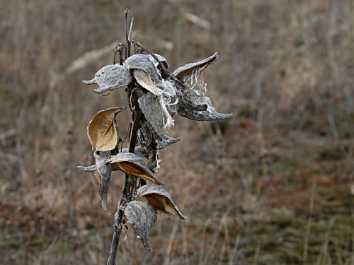  Milkweed7.jpg 