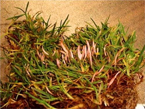  gray snow mold 6.jpg 