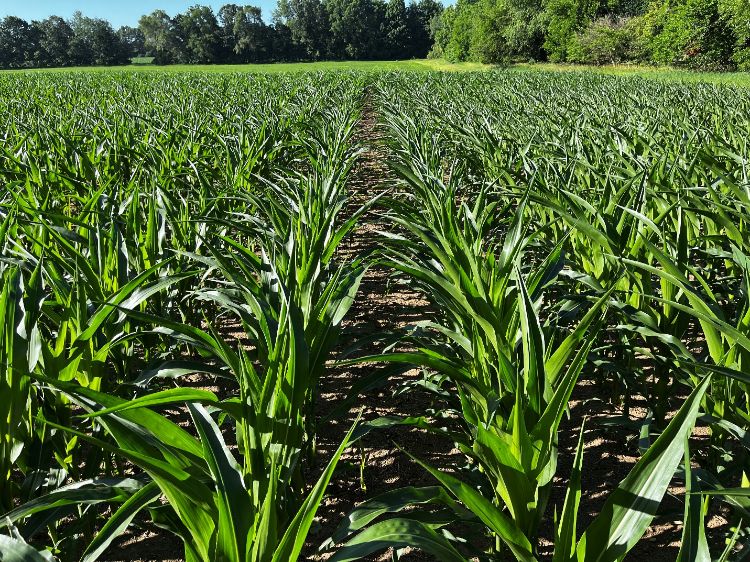 Corn field.