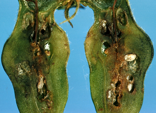 The developing grub feeds in the seed cavity, causing fruit distortion.