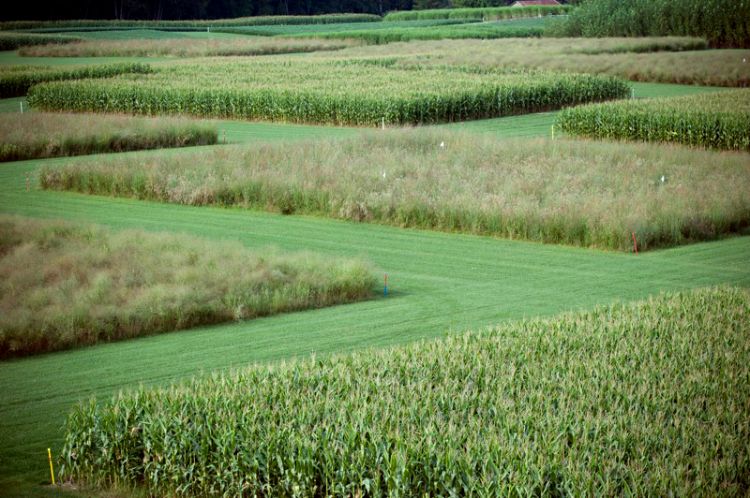 Aerial view of cellulosic biofuels research experiment by the Great Lakes Bioenergy Research Center and KBS Long-Term Ecological Research. Photo credit: K. Stepnitz, Michigan State University