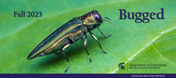 Bugged header image of an emerald ash borer on a green leaf