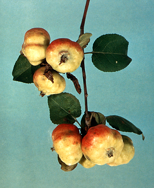 Stunted shoots produce characteristic malformations on leaves and fruit.