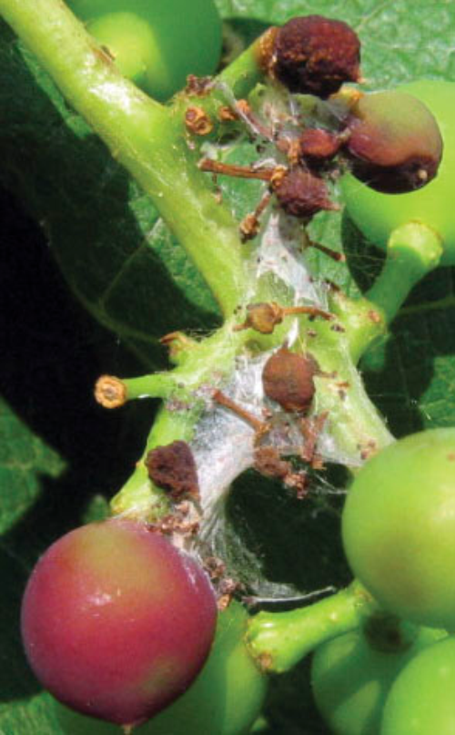  Webbing and frass with discoloration of berries from grape berry moth larva. 