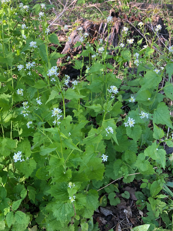 Garlic mustard plants