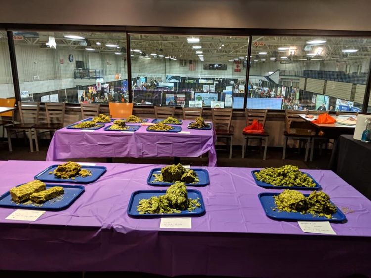 Trays of Chinook samples on a table.