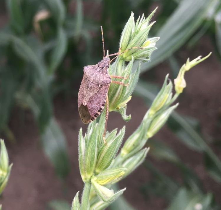 Brown marmorated stink bug.