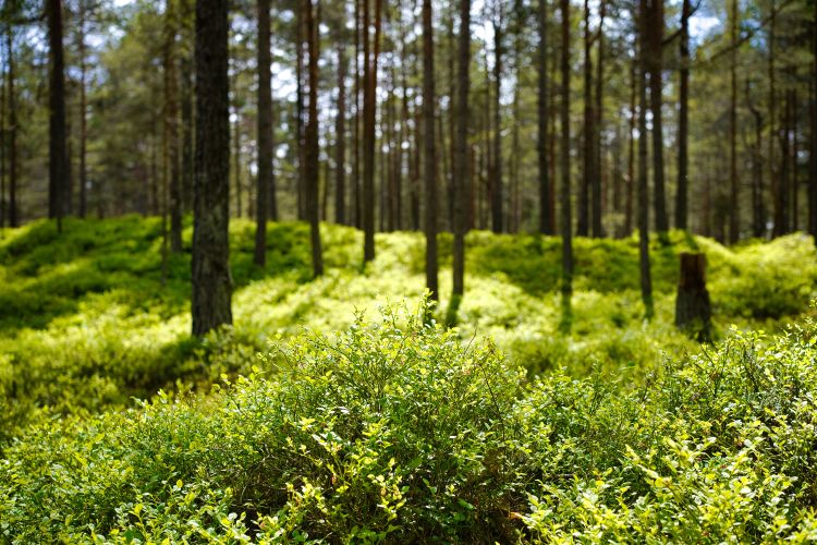 Photograph of a sunlit forest with tall, slender trees and dense green undergrowth covering the forest floor. Bright sunlight filters through tree trunks.
