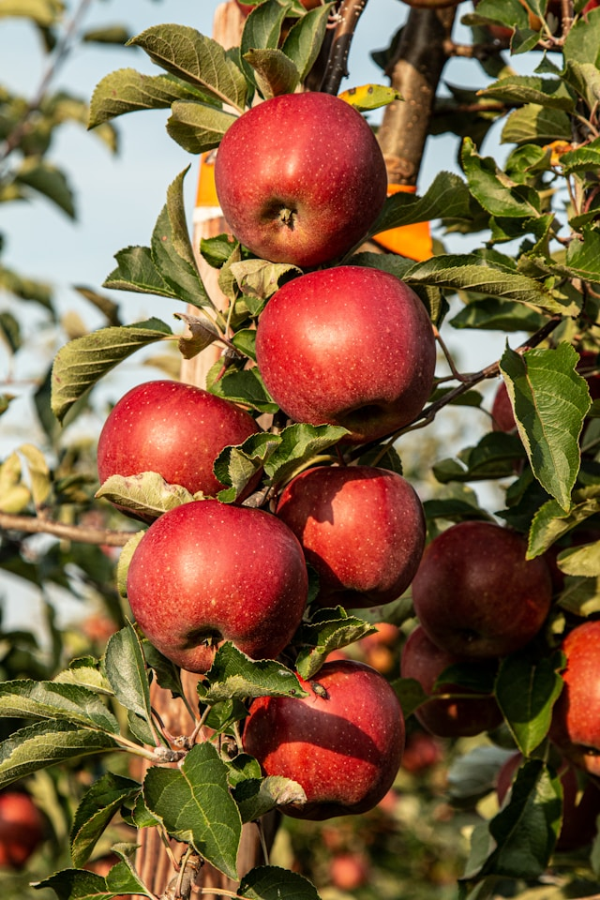 Bunch of red apples hanging from tree.