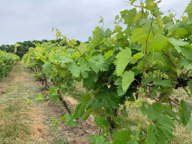 Grape vineyard.