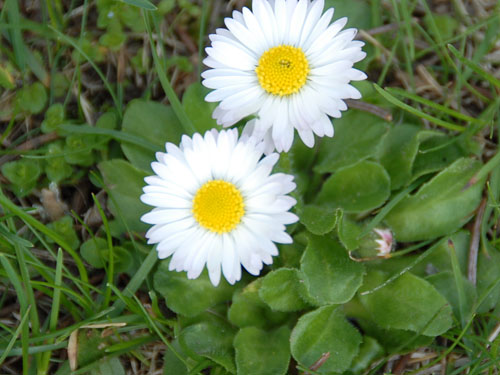  english daisy4.jpg 