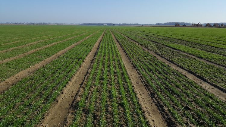 Winter wheat growing in a field.