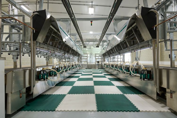 A cow milking parlor.