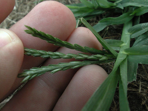  goosegrass3.jpg 