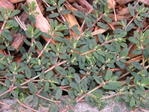  Prostrate Spurge3.jpg 