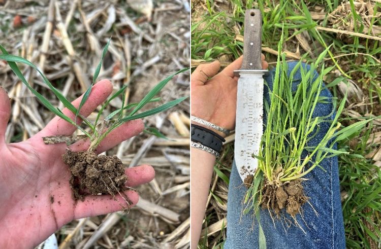 Two cover crop seedlings with developing roots.