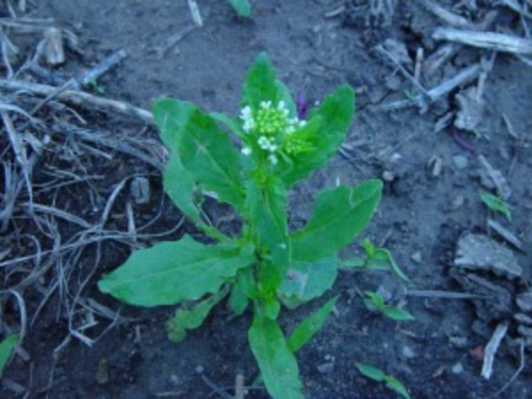 field pennycress