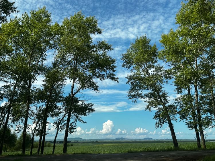 Soy fields in Heilongjiang, China. Photo by Nan Jia, MSU-CSIS