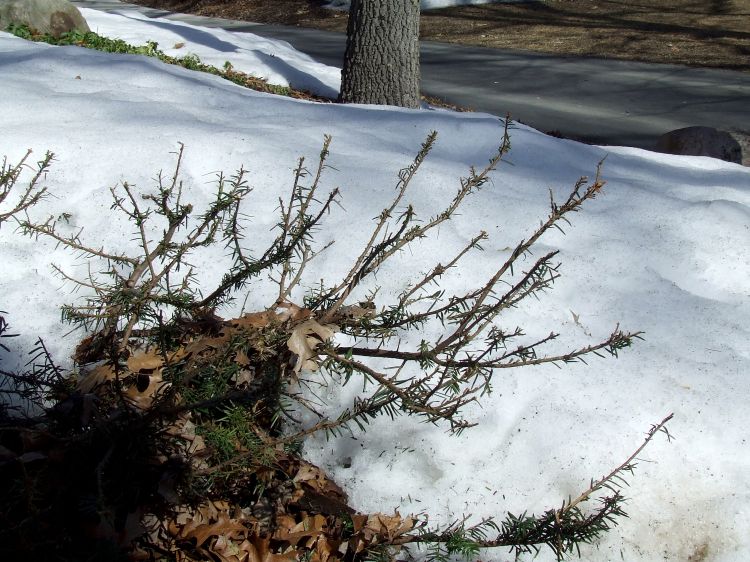 Winter leaves landscape looking “ravaged” and barren from heavy deer feeding, especially their favorite plants such as yew. All photos: Rebecca Finneran, MSU Extension