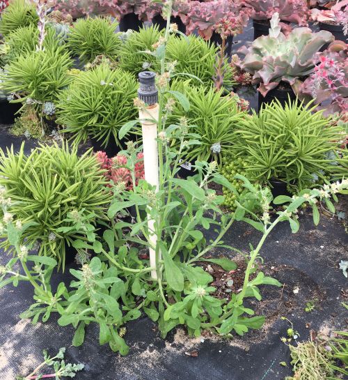 Weeds growing on the landscape fabric