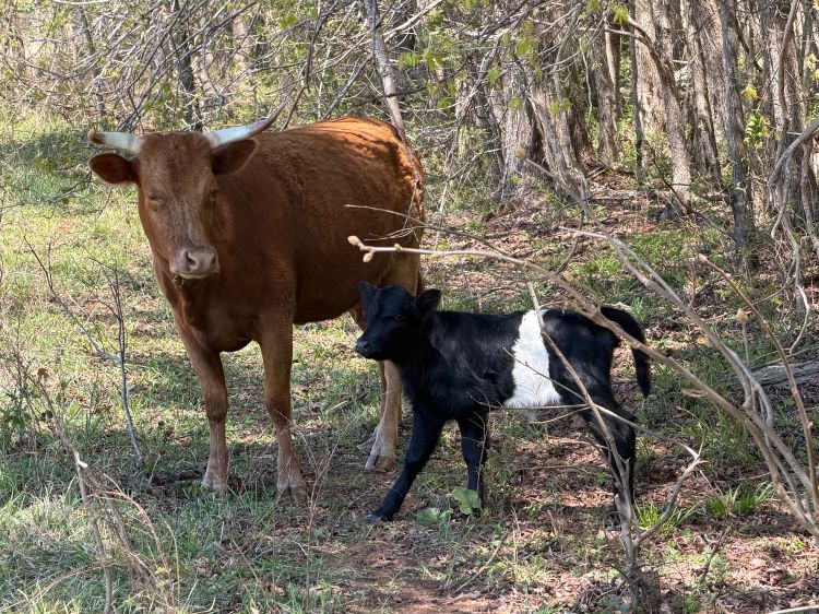 two cows grazing