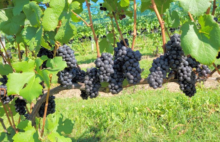 Purple grapes hanging from a vine.