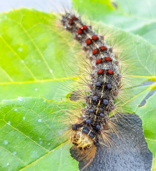 Spongy moth caterpillar on a leaf.