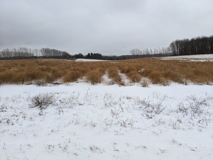 Image of fern in the winter