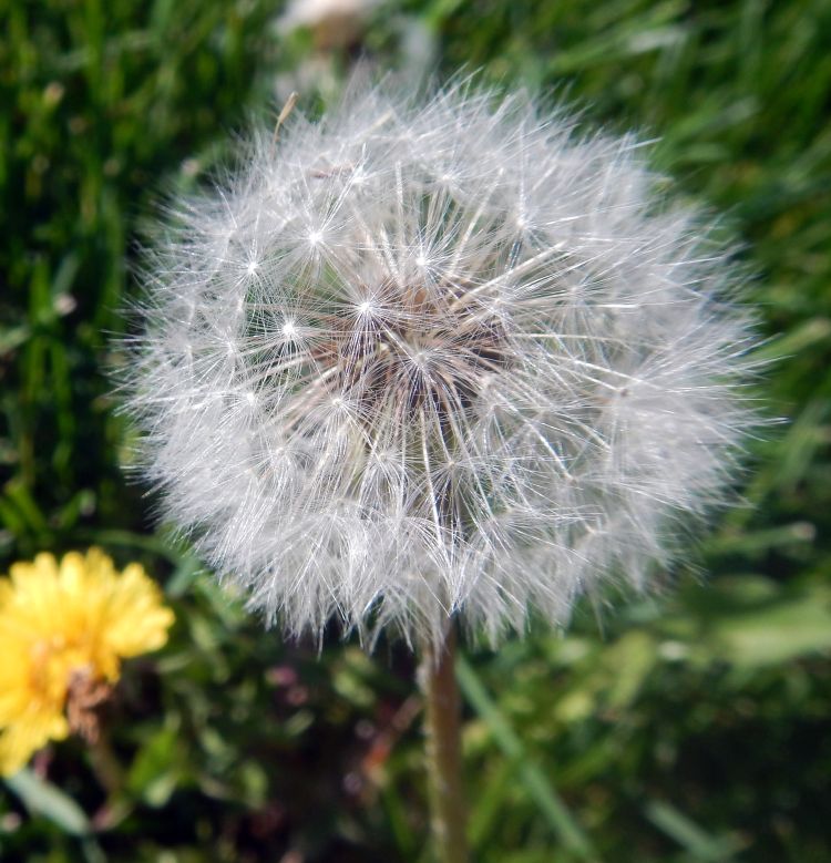 Dandelion puff-ball stage