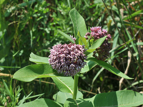  Milkweed9.jpg 