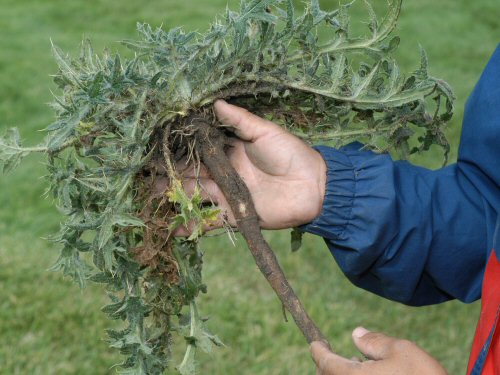  bull thistle6.jpg 