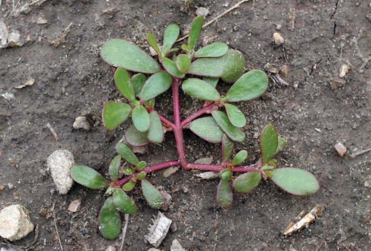 Common purslane