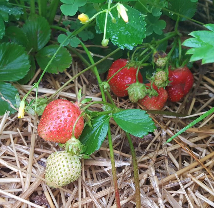 Strawberries ripening