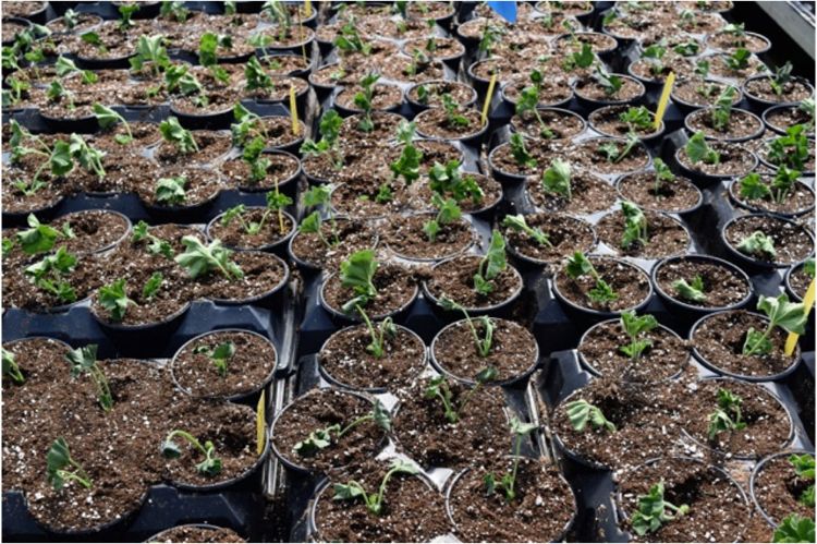 Callused geranium cuttings