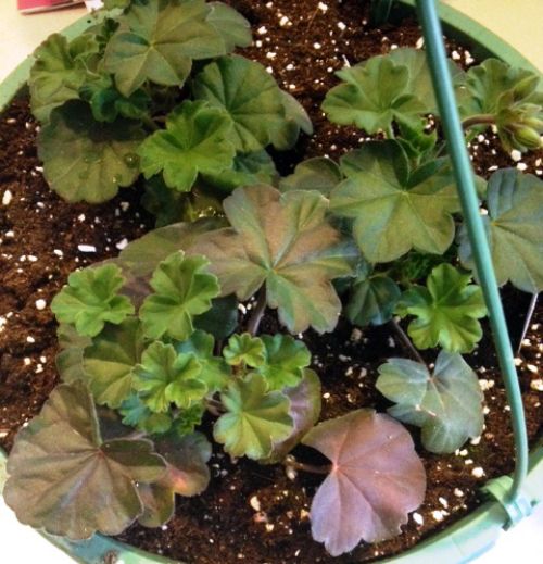 Caliente geranium showing the purpling of lower leaves that can be caused by low temperatures and insufficient phosphorus. Photo credit: Tom Dudek, MSU Extension