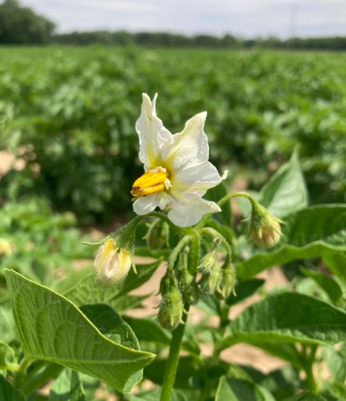 Closeup of a white flower growing on top of a potato.