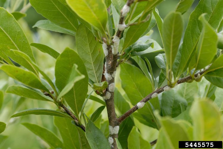 Magnolia scale on a magnolia branch