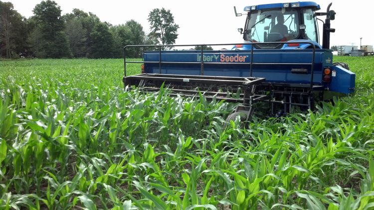 Interseeding cover crops into MI corn | Photo by Dean Baas