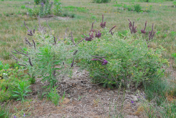 Leadplant