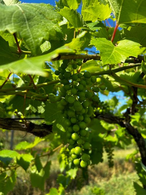 Grapes hanging from a tree.