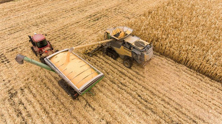 Combine harvesting corn