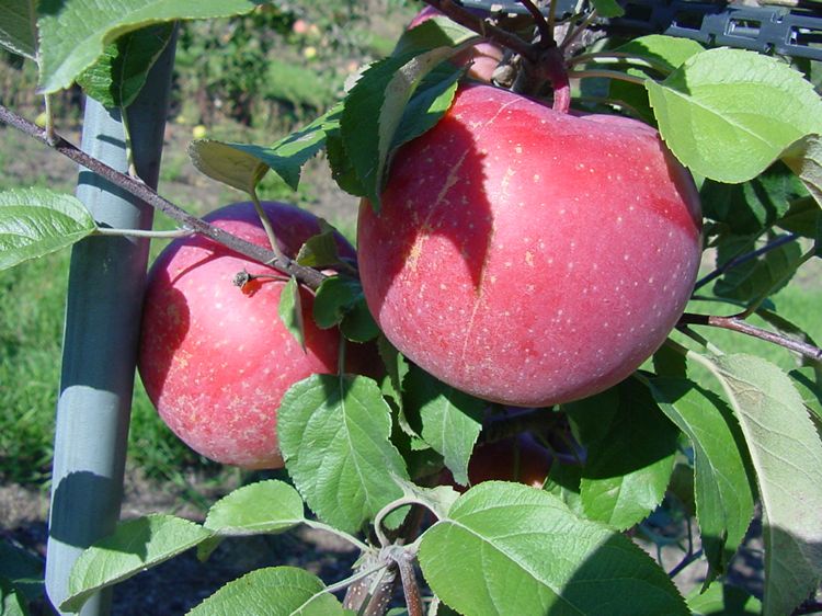 Fuji Apples.