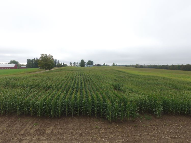 aerial photo of green corn stalks to be used as silage