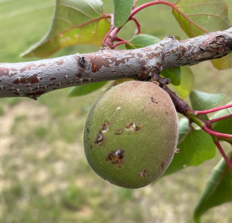 An unripe apricot fruitlet.