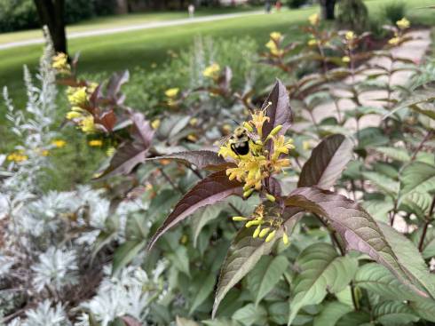bee visiting a Diervilla shrub